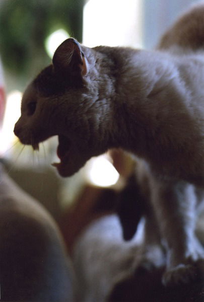 Рафаэль Амирханов