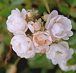 Cherubina Иванова