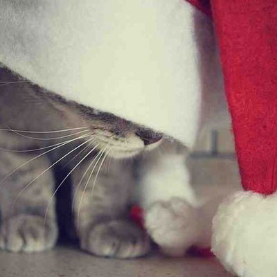 Александра Узморская