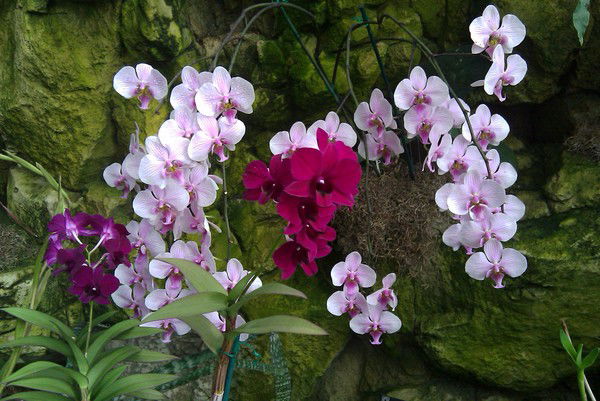 Елена Свиридова