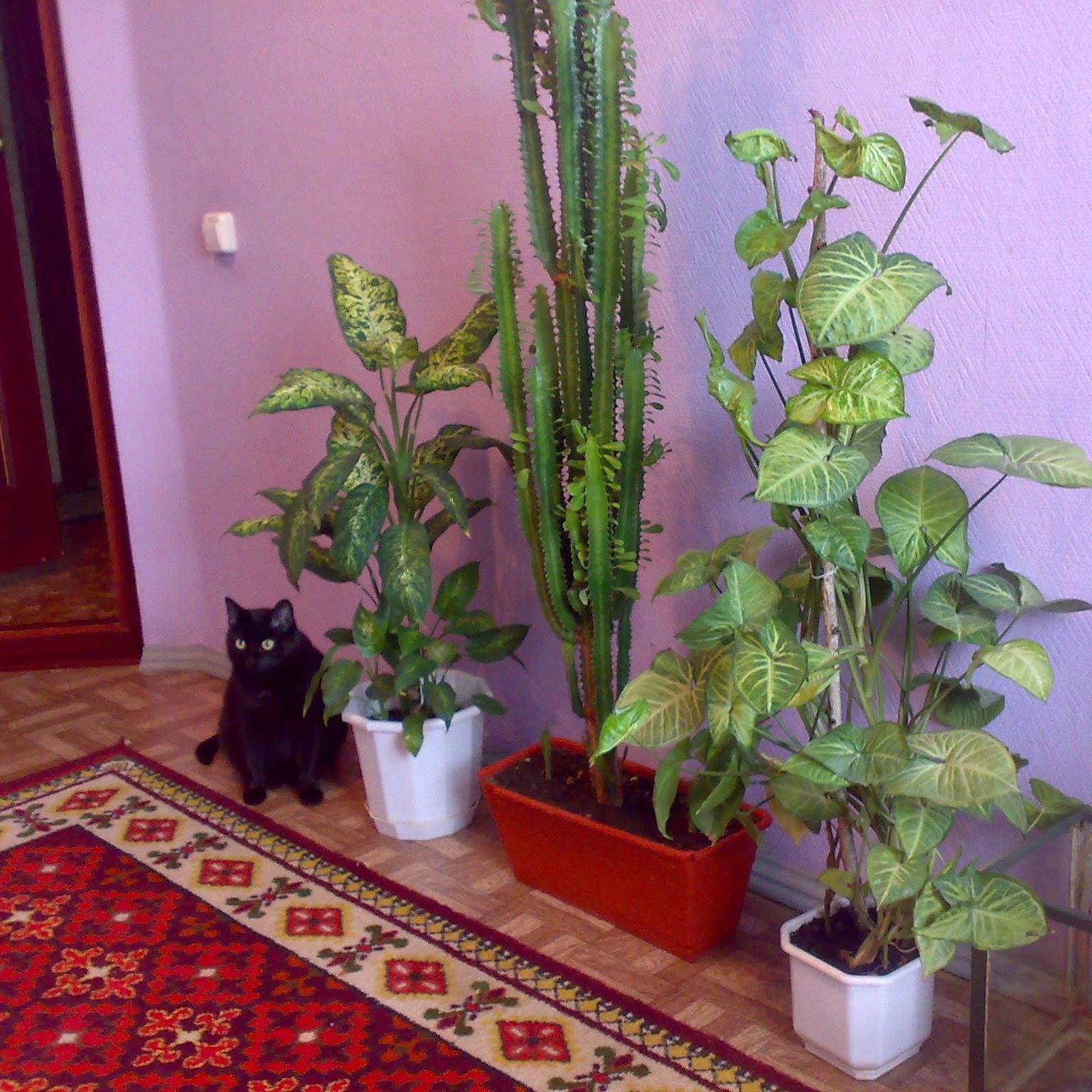 Алексей Поснов