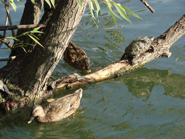 Галина Ивановна