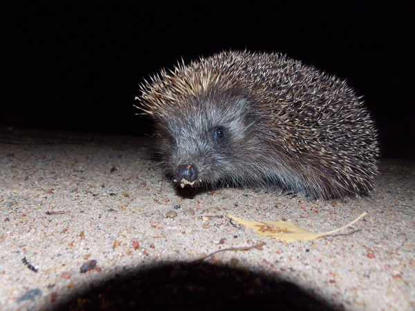 Дима Пеканов