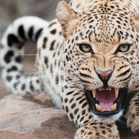 Алёна Коновалова