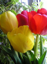 Ольга Жаботинская