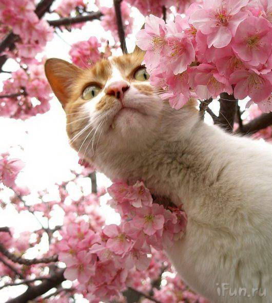 Елена Попова