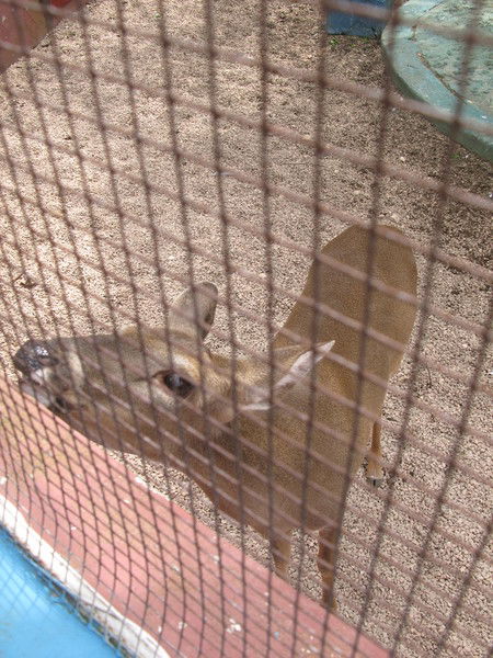 Олеся Митяева