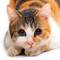 Алеся Малащенко