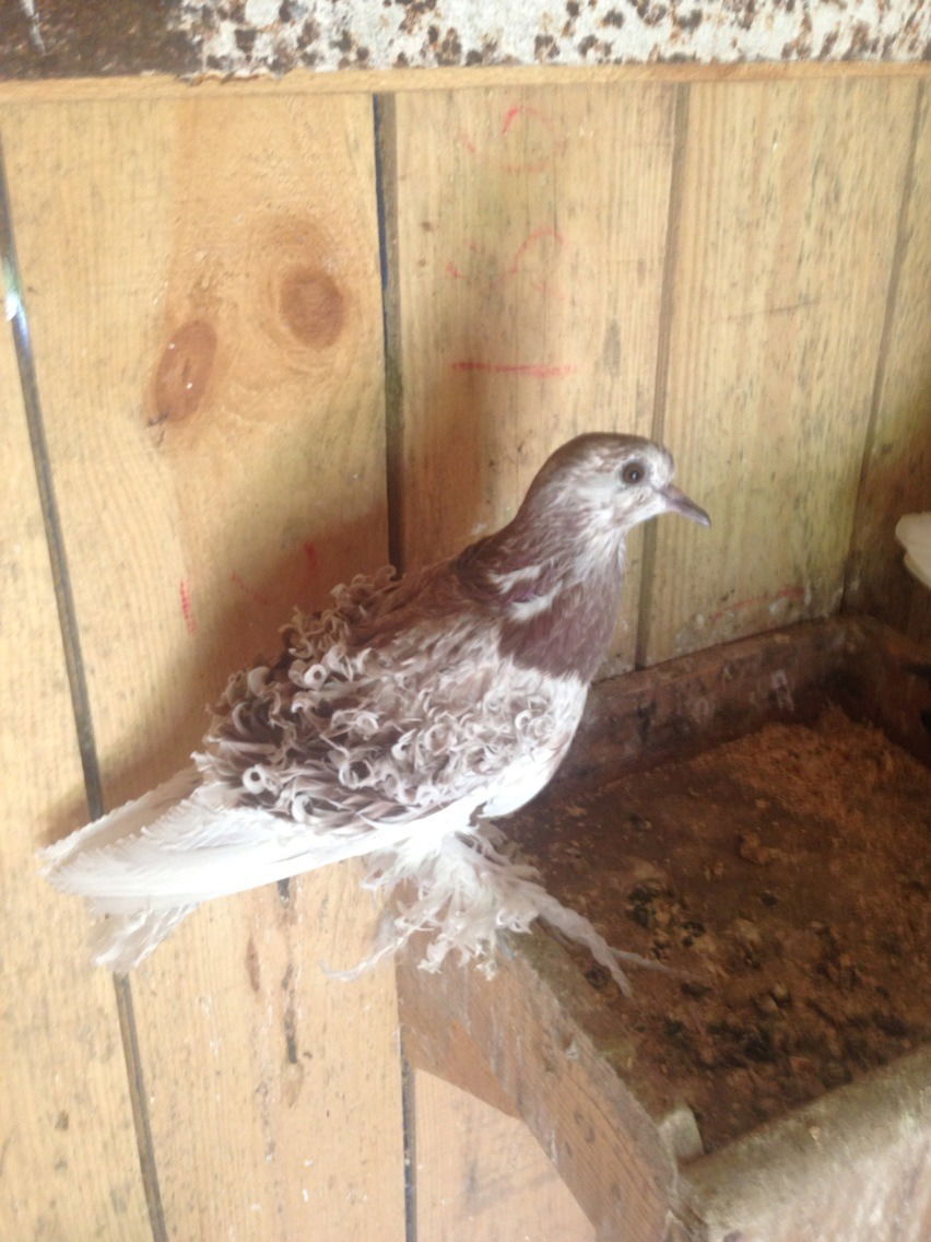 Мария Маркиянова