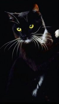 Константин Ревков