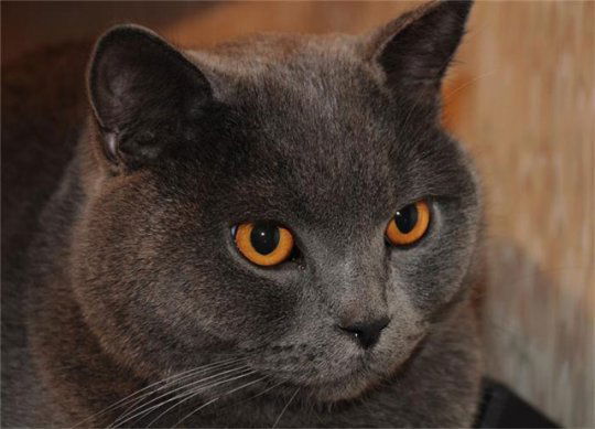 Вячеслав Голубец