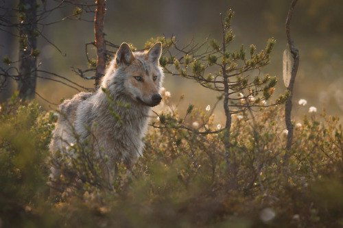 Кристи Клаус