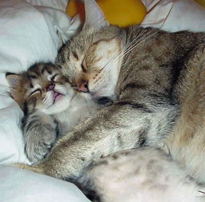 Лена Горшкова