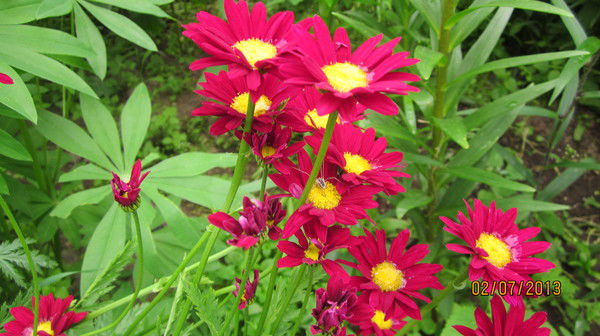 Зоя Вельгельм