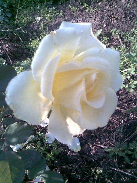 Алла Шестернина