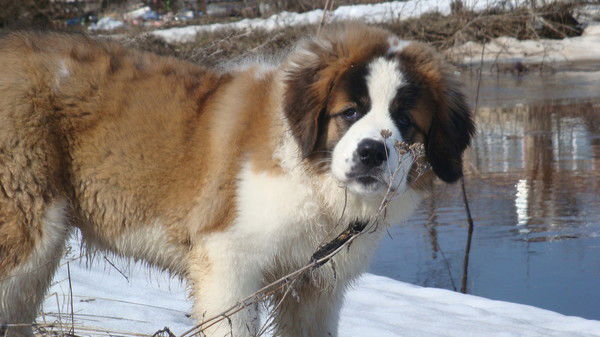 Любовь Вершинина