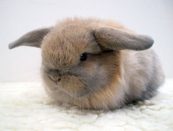 Милая Зайка)))))