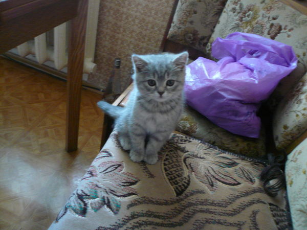 Владимир Малолетнев