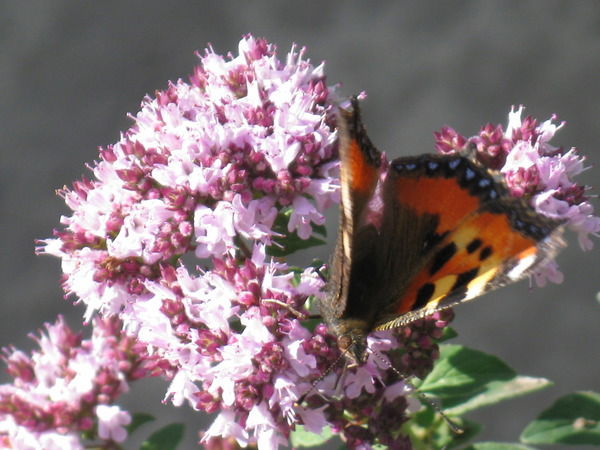 Zoya @@@ Волкова