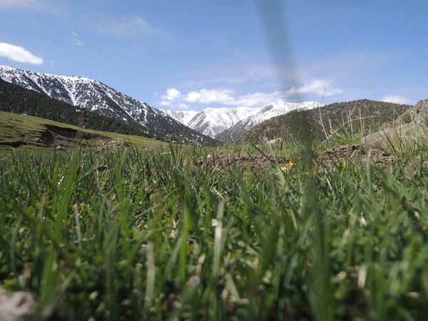 Билим Ажибеков