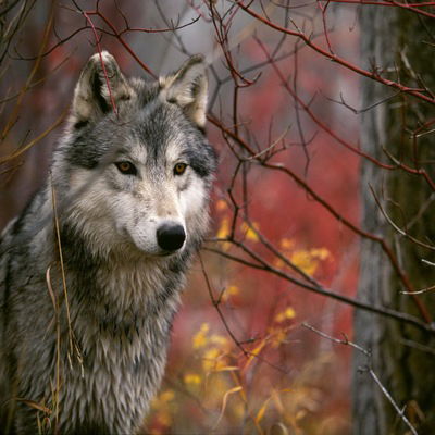 Олександр Іллічов