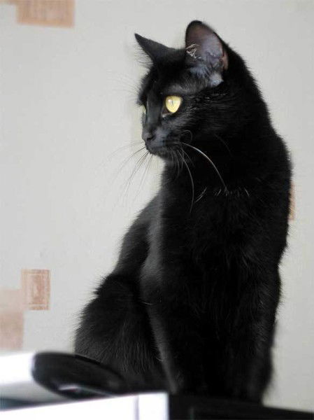 ღღღ Брюнеткаღღღ ღღღ Брюнеткаღღღ