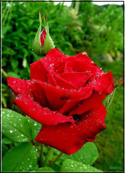 Надежда Давыдова