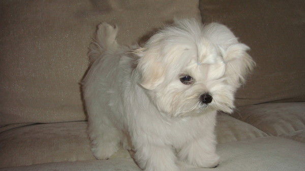 Эдуард Византия