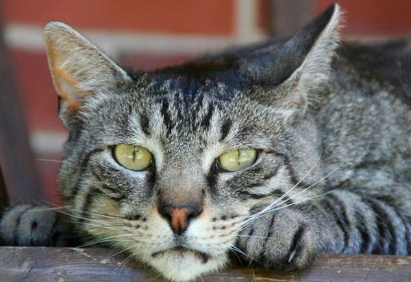 Сергей Безумцев