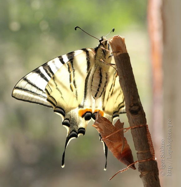 Татьяна Пиманова