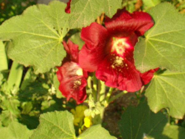 Ольга Антонюк