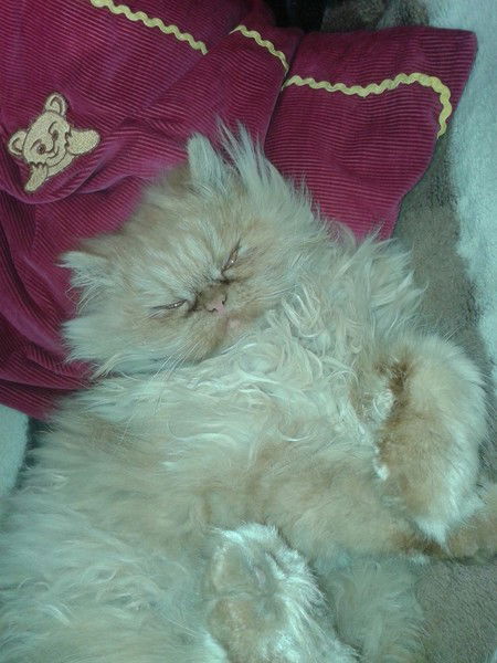 Светлана Тетеря