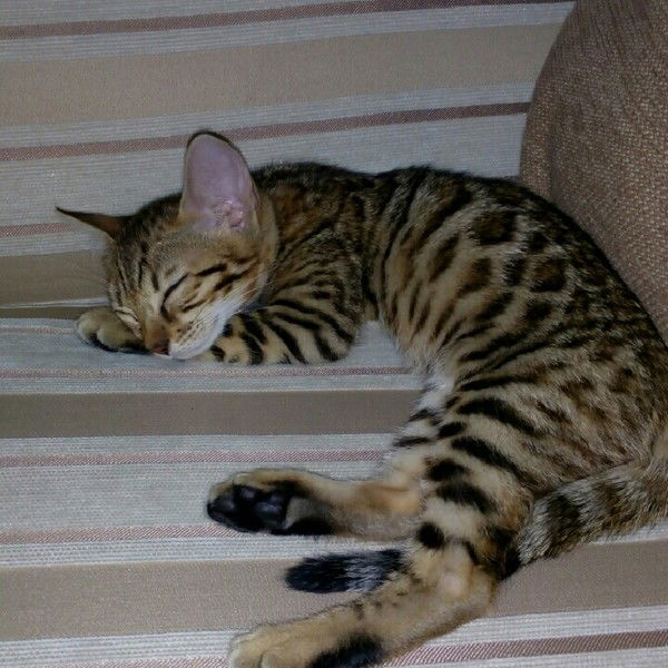 Наталья Крындач