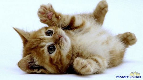 Настя Цемержинская