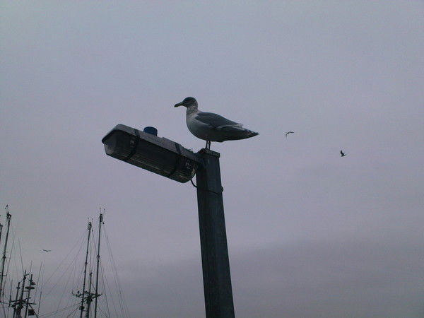 Oksana Voskresenskaya