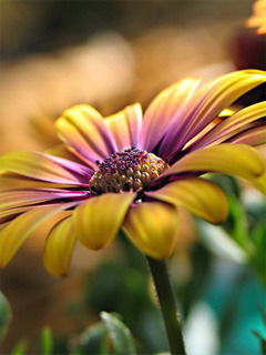 Канышай Кенешбекова