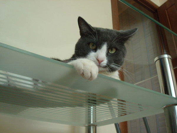 Елена Васильева