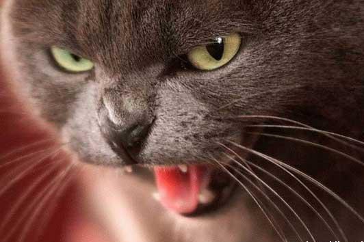 Василий Галактионов