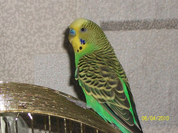 Чиркова Виктория