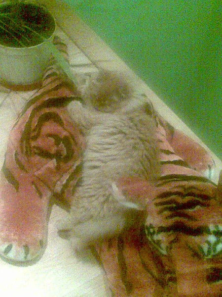 Макс Вальтер