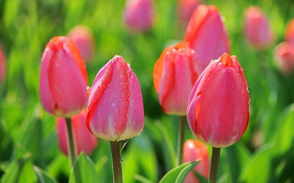 Аселя Нургалиева