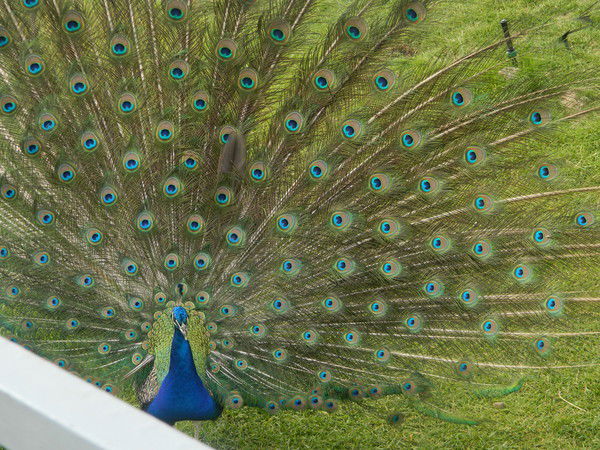 Танечка Журавлева