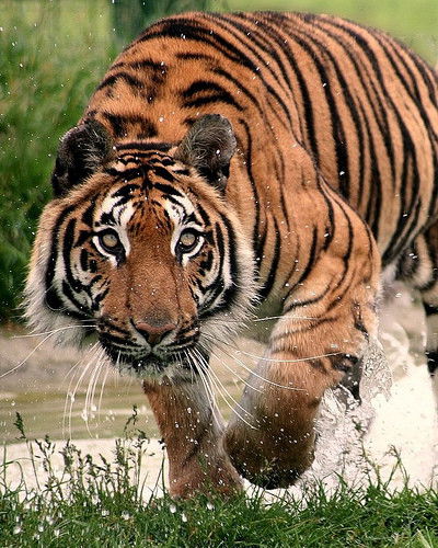 Николай Карелин