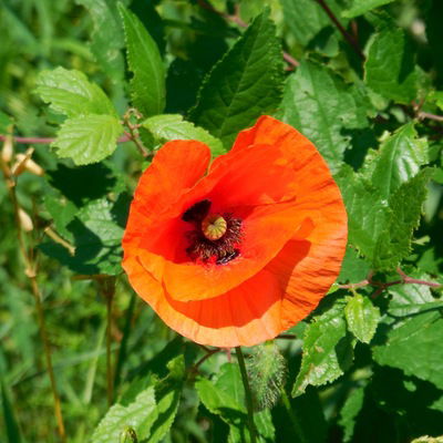 Мускус Мускусный