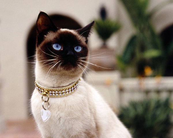 Захар Хардин