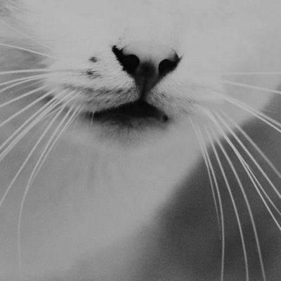 Даня Медведев