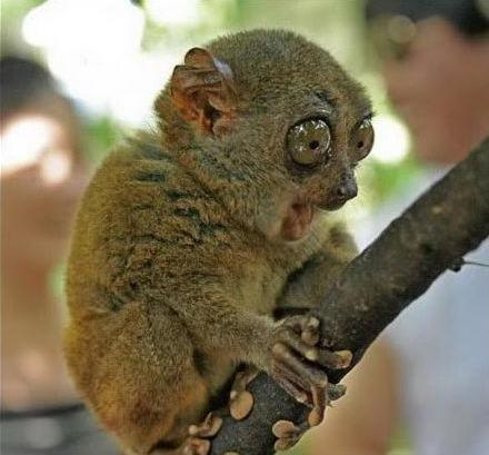 Александр 1945