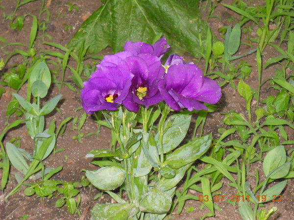 Любовь Сухарева (Шаравина)