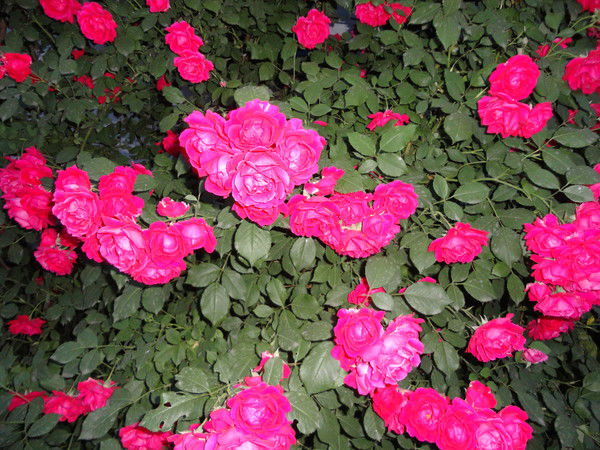 Надежда Богуцкая