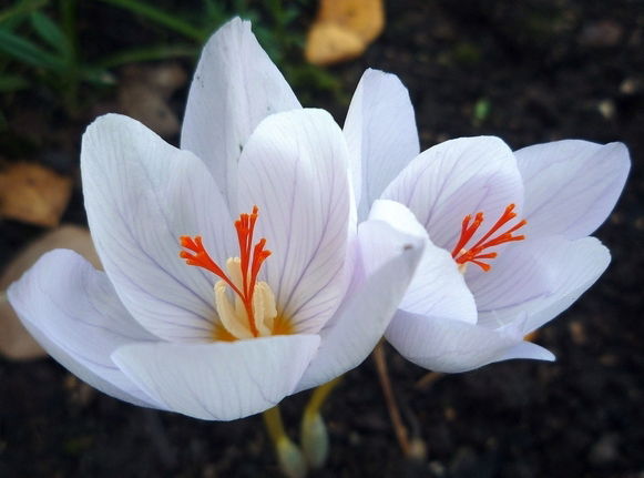 Зульфира Хасанова